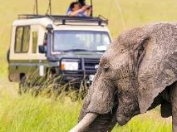 Kenyan Wildlife Encounters